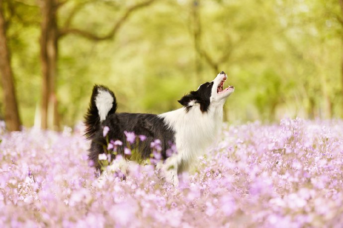 点击大图看下一张：紫色花海中可爱的边牧狗狗