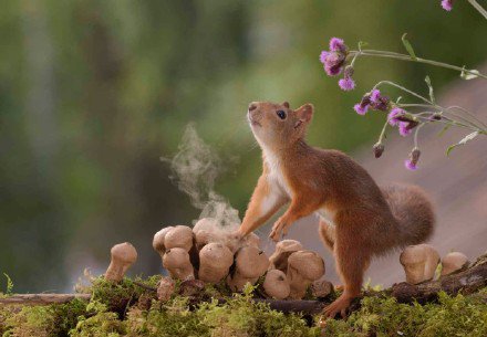 点击大图看下一张：后院里可爱的小松鼠图片