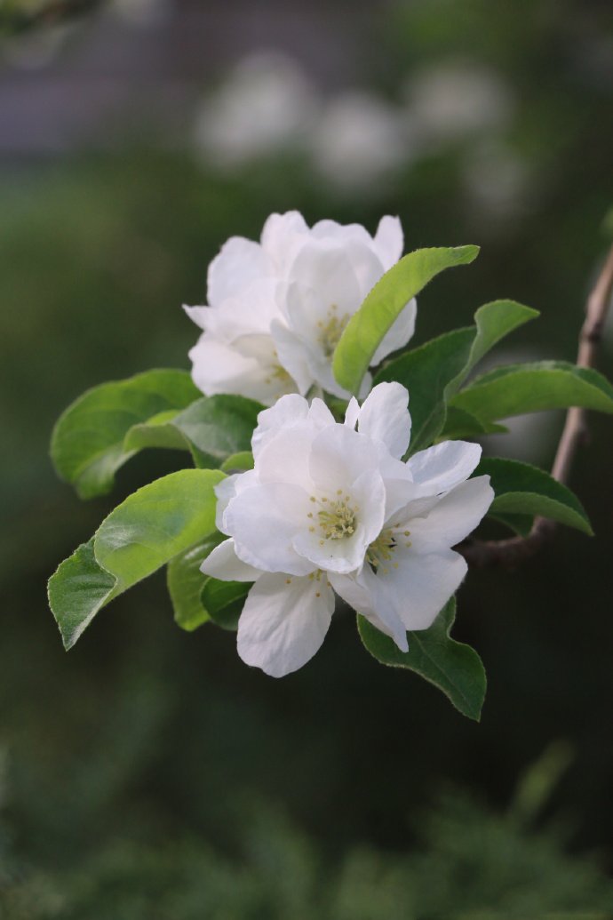 点击大图看下一张：一组清新淡雅的白色海棠花