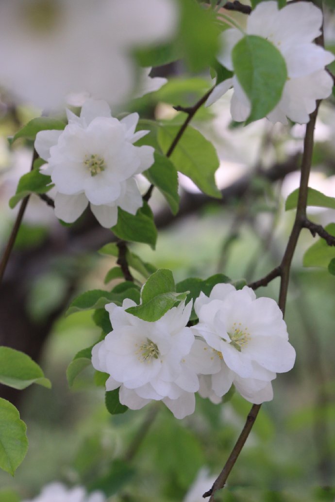 点击大图看下一张：一组清新淡雅的白色海棠花