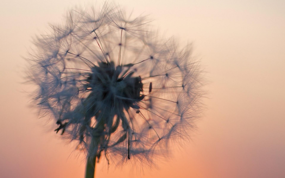 点击大图看下一张:清新唯美蒲公英风景桌面壁纸