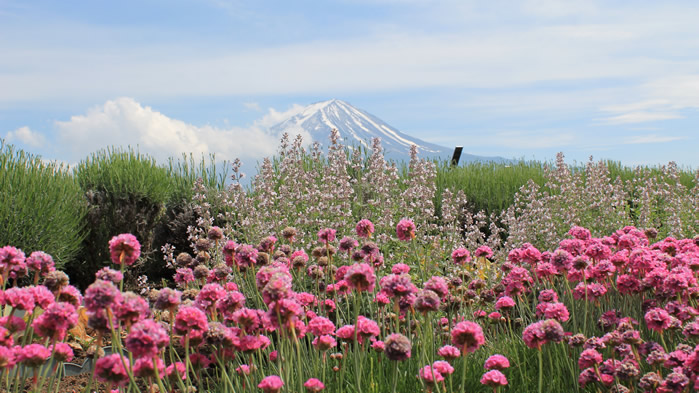 点击大图看下一张：日本富士山唯美高清桌面壁纸