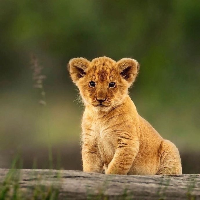 点击大图看下一张：小时候超可爱的狮子图片欣赏