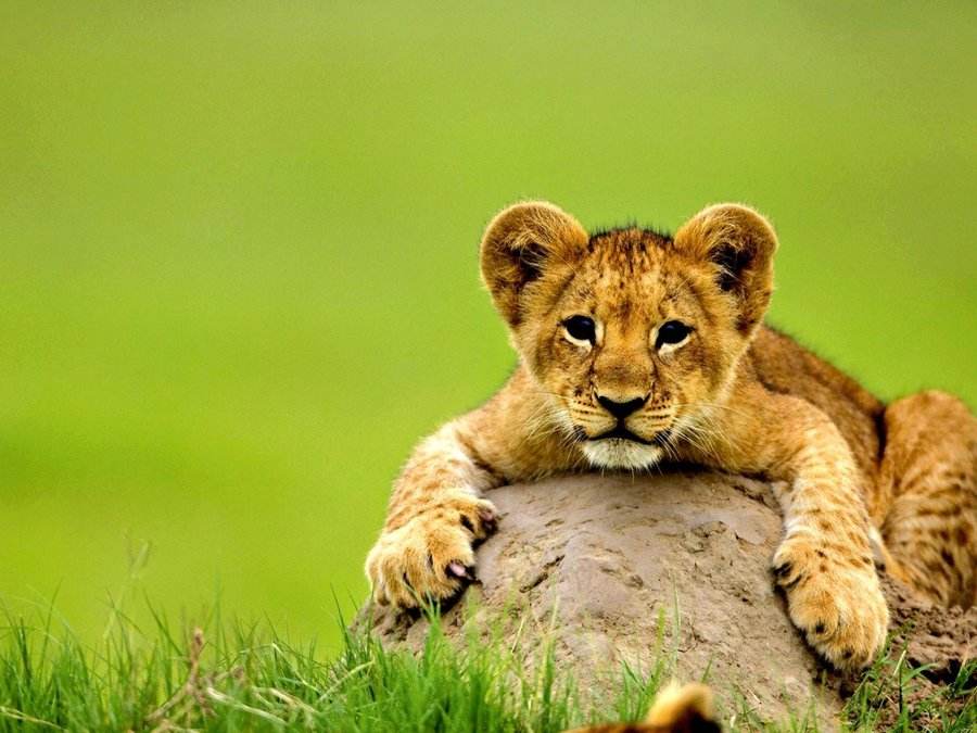 点击大图看下一张：小时候超可爱的狮子图片欣赏
