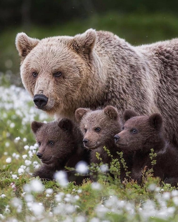 点击大图看下一张：熊妈妈和熊孩子温馨图片欣赏