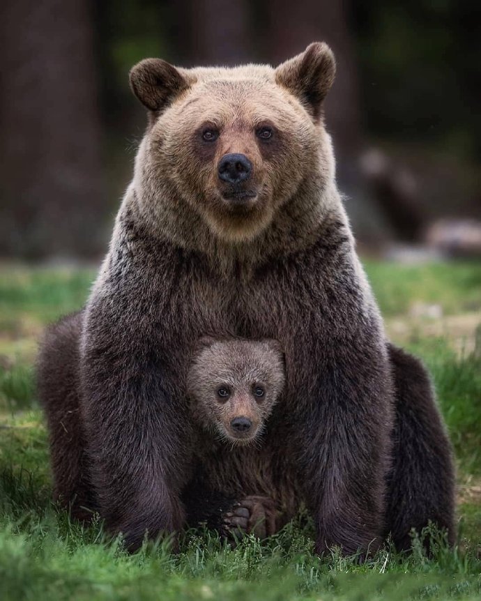 点击大图看下一张：熊妈妈和熊孩子温馨图片欣赏