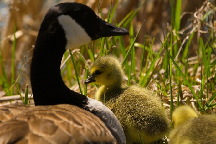点击大图看下一张：鸭妈妈和小鸭子的可爱图片