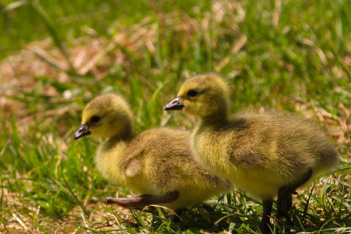 点击大图看下一张：鸭妈妈和小鸭子的可爱图片