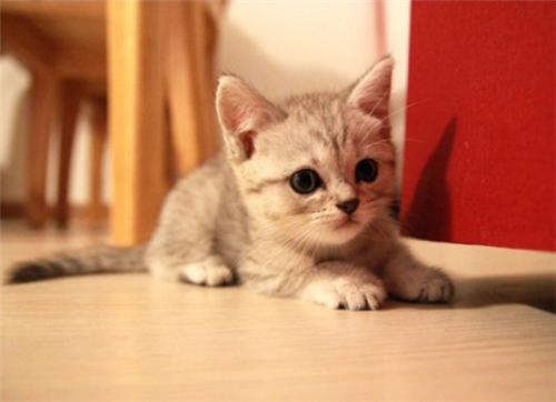 点击大图看下一张：小巧可爱的小萌猫