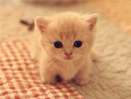 点击大图看下一张：小巧可爱的小萌猫