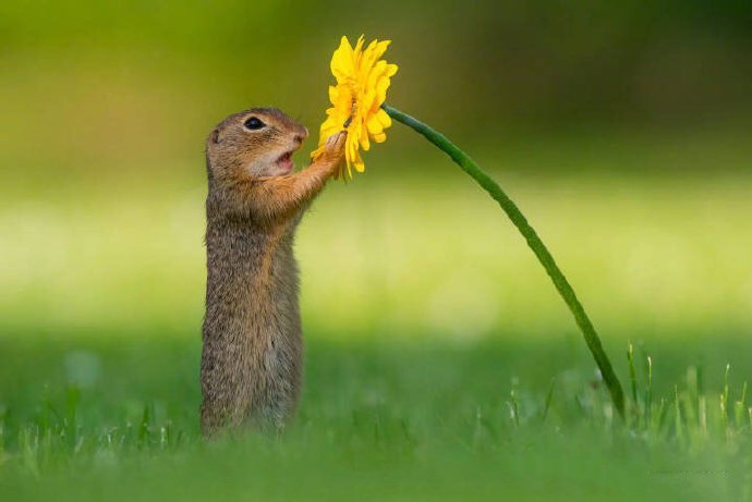 点击大图看下一张：松鼠和一朵小黄花之间的联系