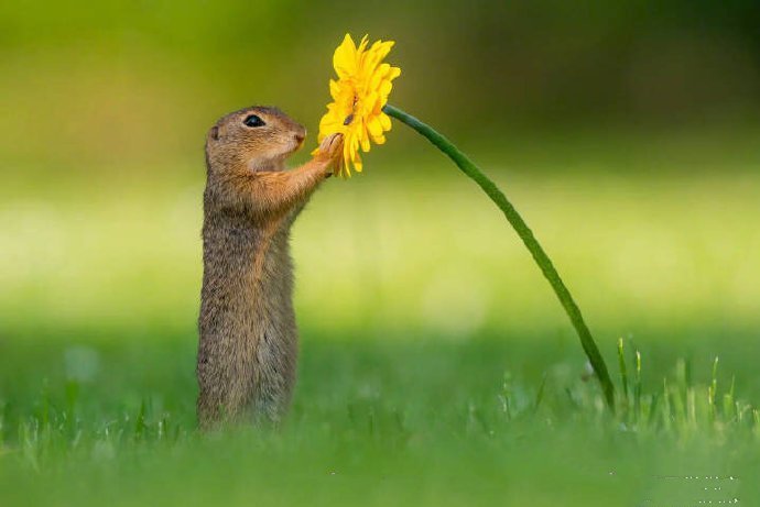 点击大图看下一张：松鼠和一朵小黄花之间的联系