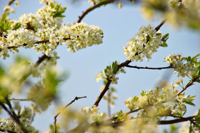 点击大图看下一张:一组美丽凌静的梨花图片