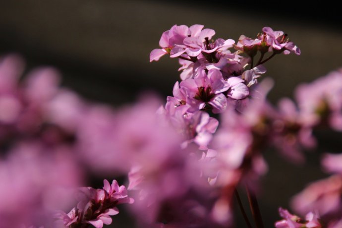 点击大图看下一张：一组美丽的早春花朵岩白菜