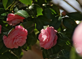 一组粉色唯美的山茶花图片