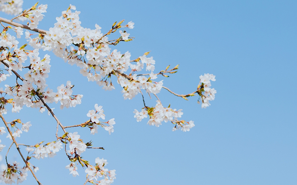 点击大图看下一张：春光中的风景樱花图片桌面壁纸