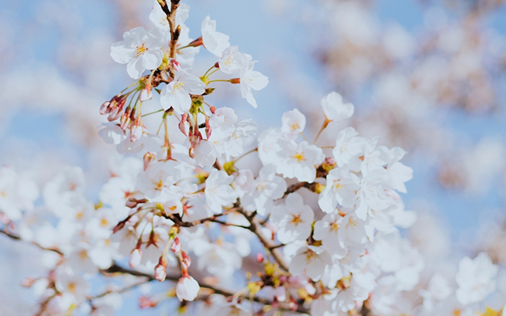 点击大图看下一张：春光中的风景樱花图片桌面壁纸