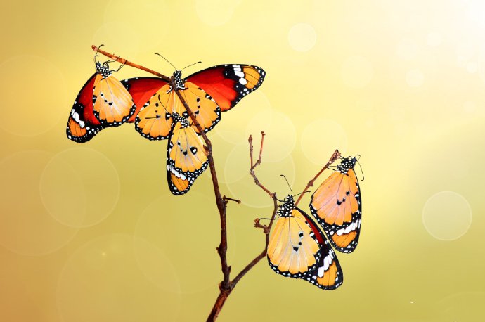 点击大图看下一张：几只唯美蝴蝶的图片欣赏