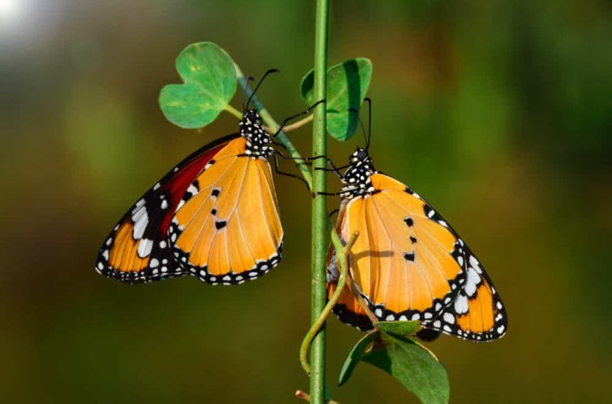点击大图看下一张：几只唯美蝴蝶的图片欣赏