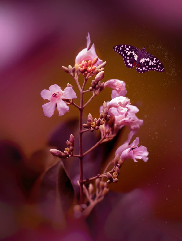 点击大图看下一张：一组蝶恋花的唯美图片