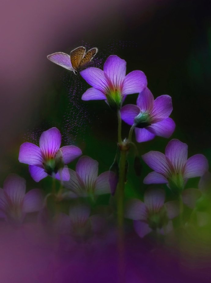 点击大图看下一张：一组蝶恋花的唯美图片