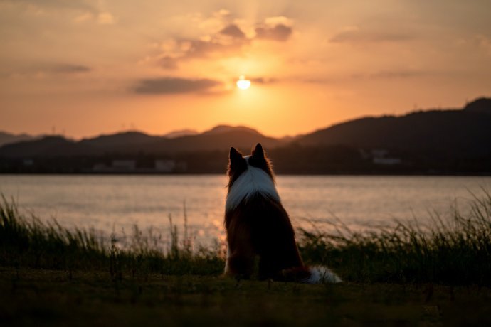 点击大图看下一张：小溪边、夕阳下的边牧狗狗