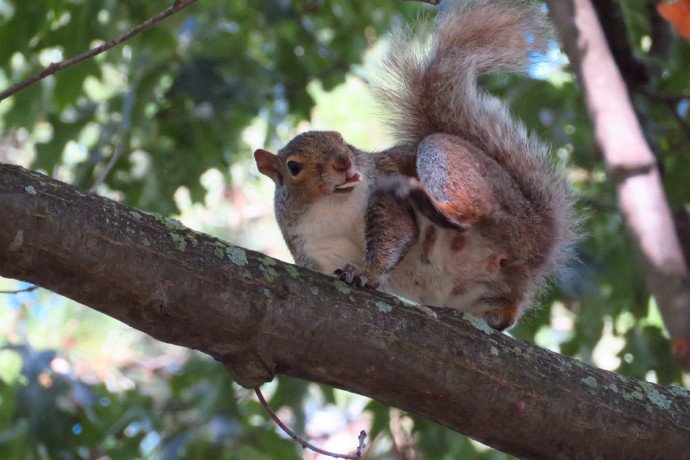 点击大图看下一张：喜欢在树上呆着的小松鼠