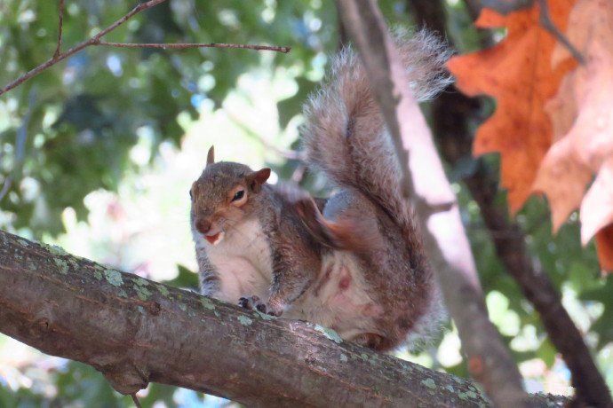 点击大图看下一张：喜欢在树上呆着的小松鼠