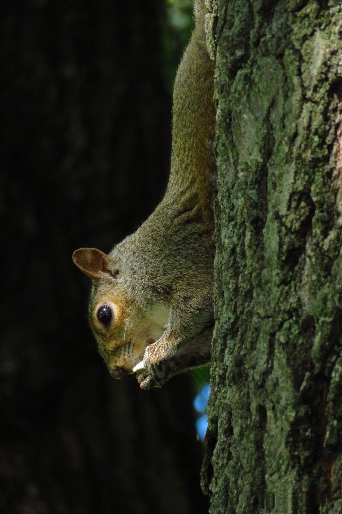 点击大图看下一张：一组爬树很敏捷的小松鼠