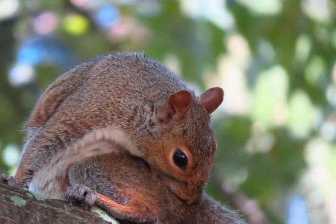 点击大图看下一张：一组爬树很敏捷的小松鼠