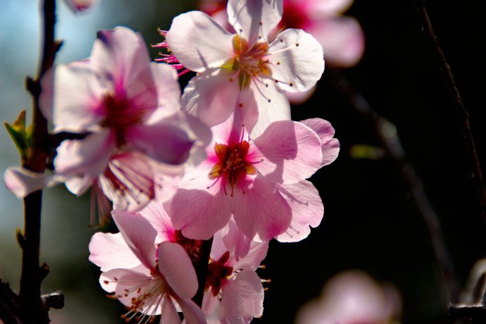 点击大图看下一张:一组唯美清新的桃花图片