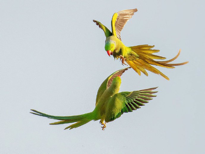 点击大图看下一张：热恋中的印度鹦鹉突然翻脸