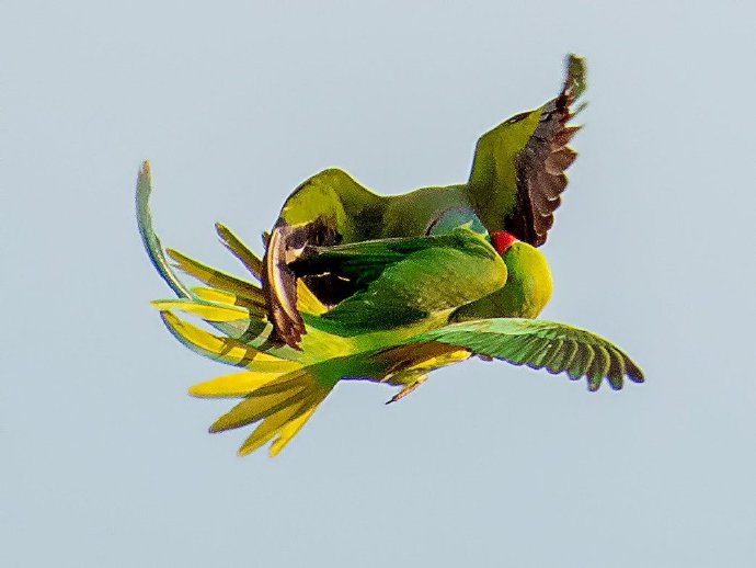 点击大图看下一张：热恋中的印度鹦鹉突然翻脸