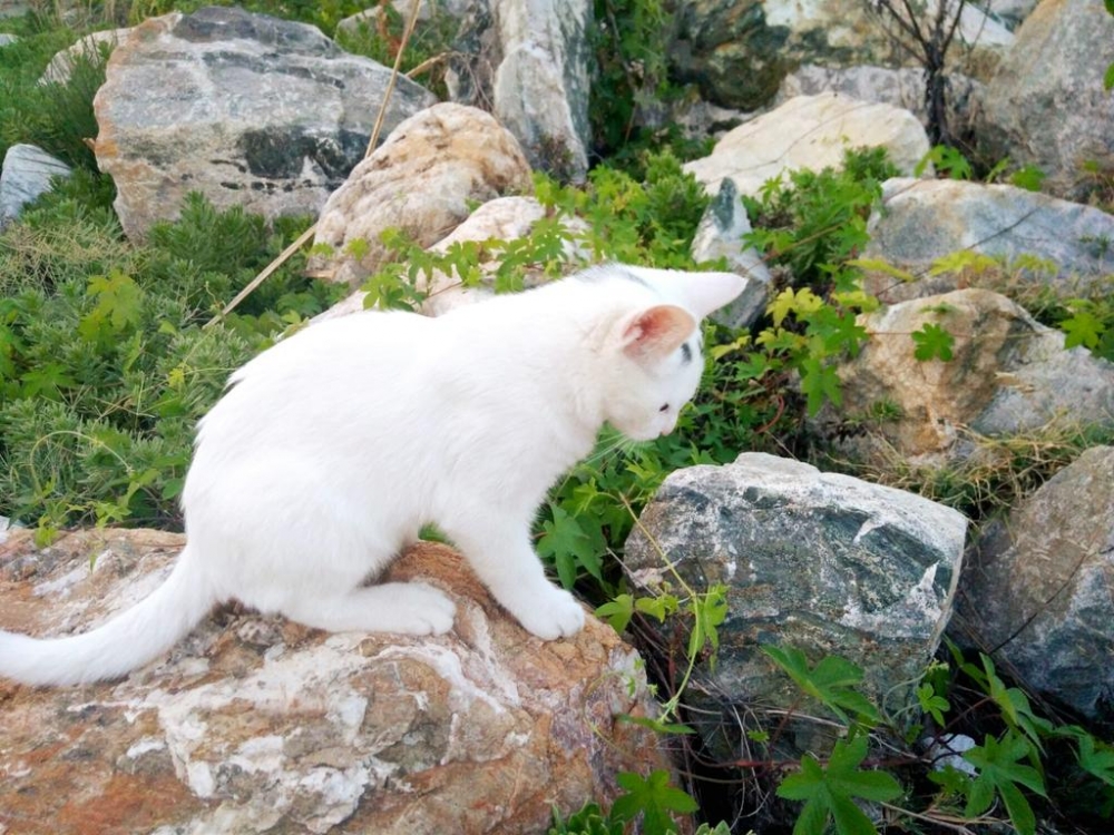 点击大图看下一张：在野外玩耍的猫咪图片
