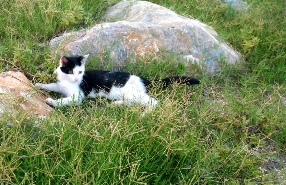点击大图看下一张：在野外玩耍的猫咪图片