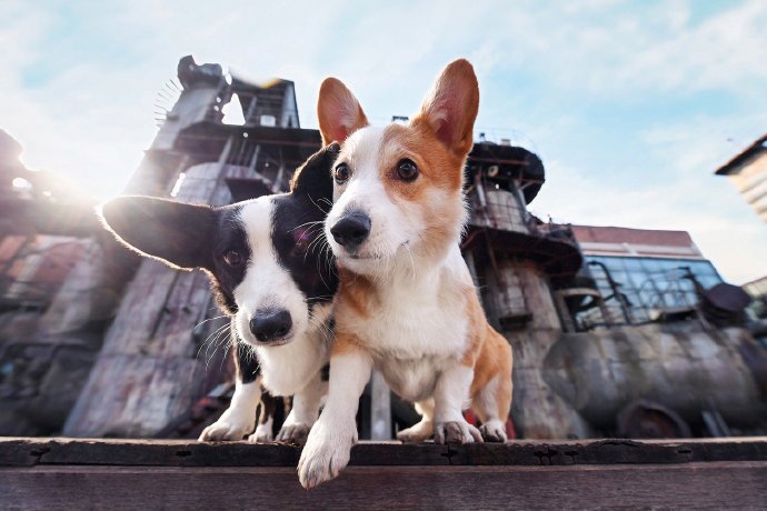 点击大图看下一张：一组超可爱的两只柯基狗狗