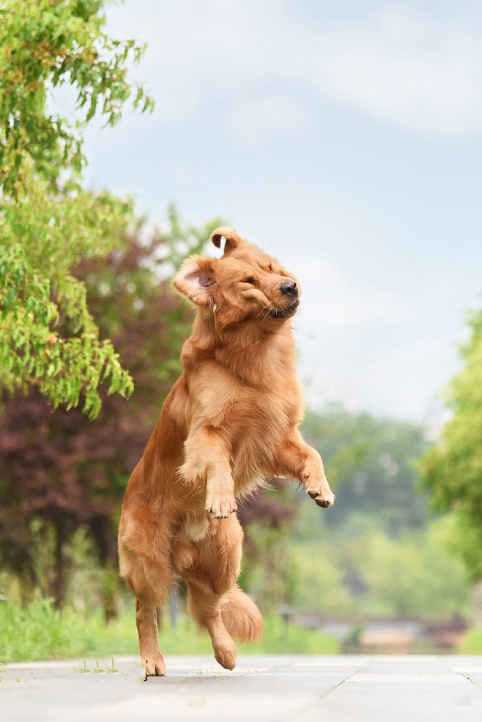 点击大图看下一张：一组活泼好动的金毛狗狗