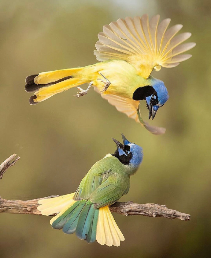 点击大图看下一张：自然界五彩斑斓的鸟儿图片