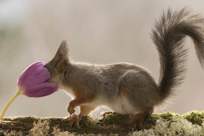 点击大图看下一张：瑞典小松鼠闻香识花迎春天