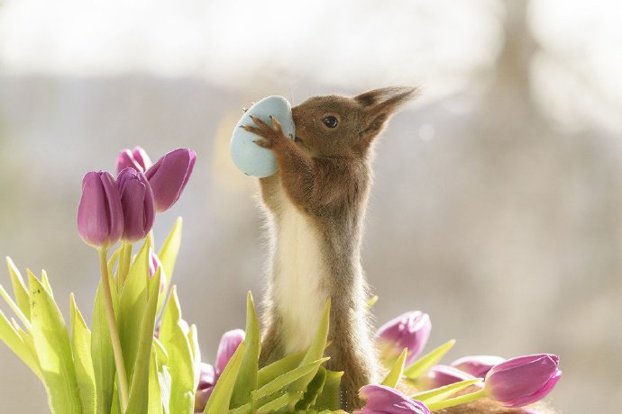 点击大图看下一张：瑞典小松鼠闻香识花迎春天