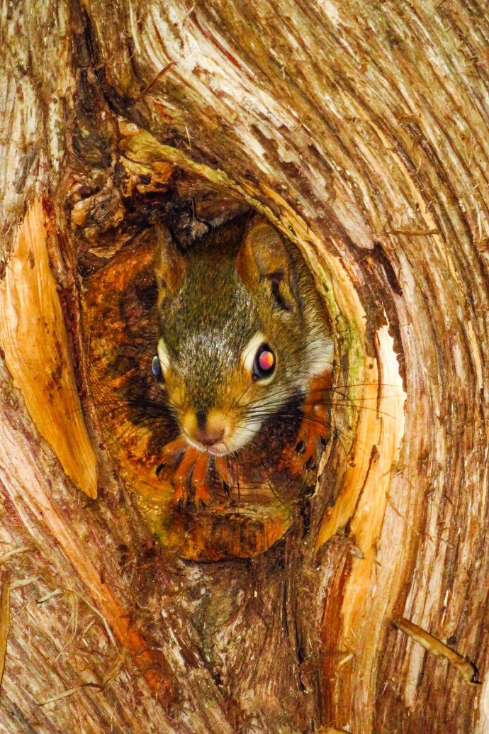 点击大图看下一张：喜欢在树洞里的小松鼠