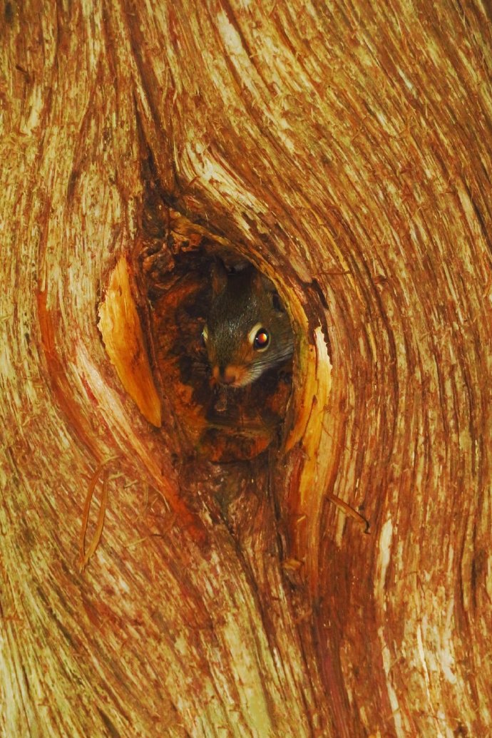 点击大图看下一张：喜欢在树洞里的小松鼠