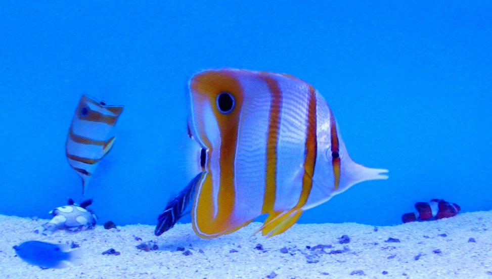 点击大图看下一张：五彩斑斓的热带鱼图片