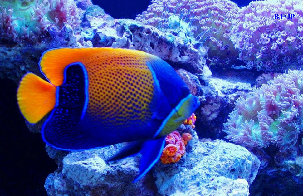 点击大图看下一张：五彩斑斓的热带鱼图片