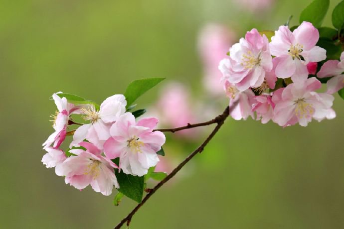 点击大图看下一张：一组唯美粉色的海棠花