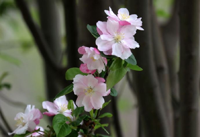 点击大图看下一张：一组唯美粉色的海棠花