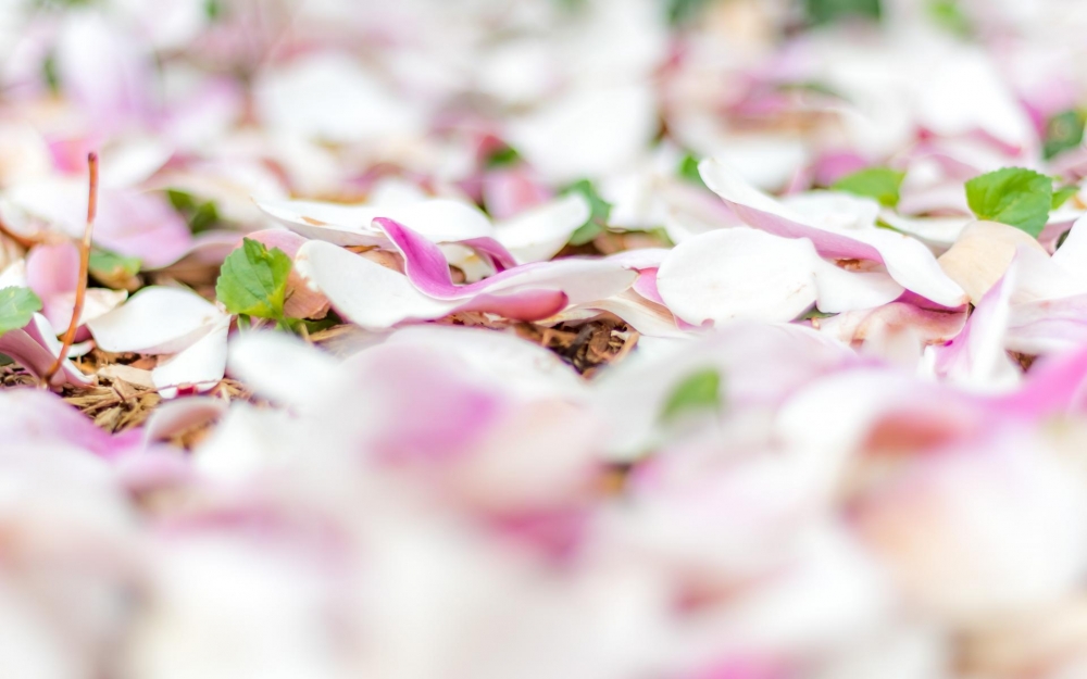 点击大图看下一张:小清新花瓣唯美图片桌面壁纸