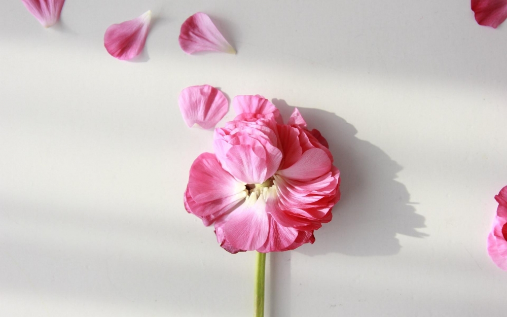 点击大图看下一张：小清新花瓣唯美图片桌面壁纸