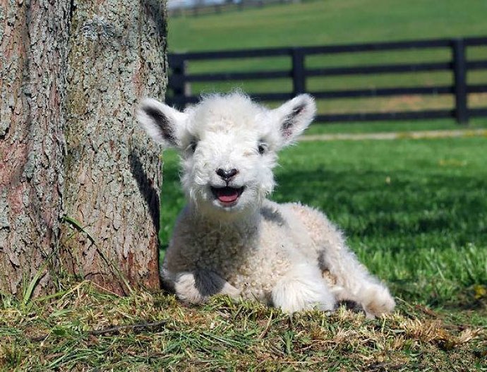 点击大图看下一张：快乐小羊超治愈的笑脸