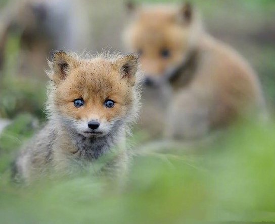 点击大图看下一张：摄影师镜头下的狐狸宝宝